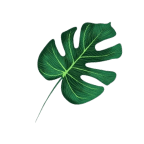 Wildtrak Image Of Leaf