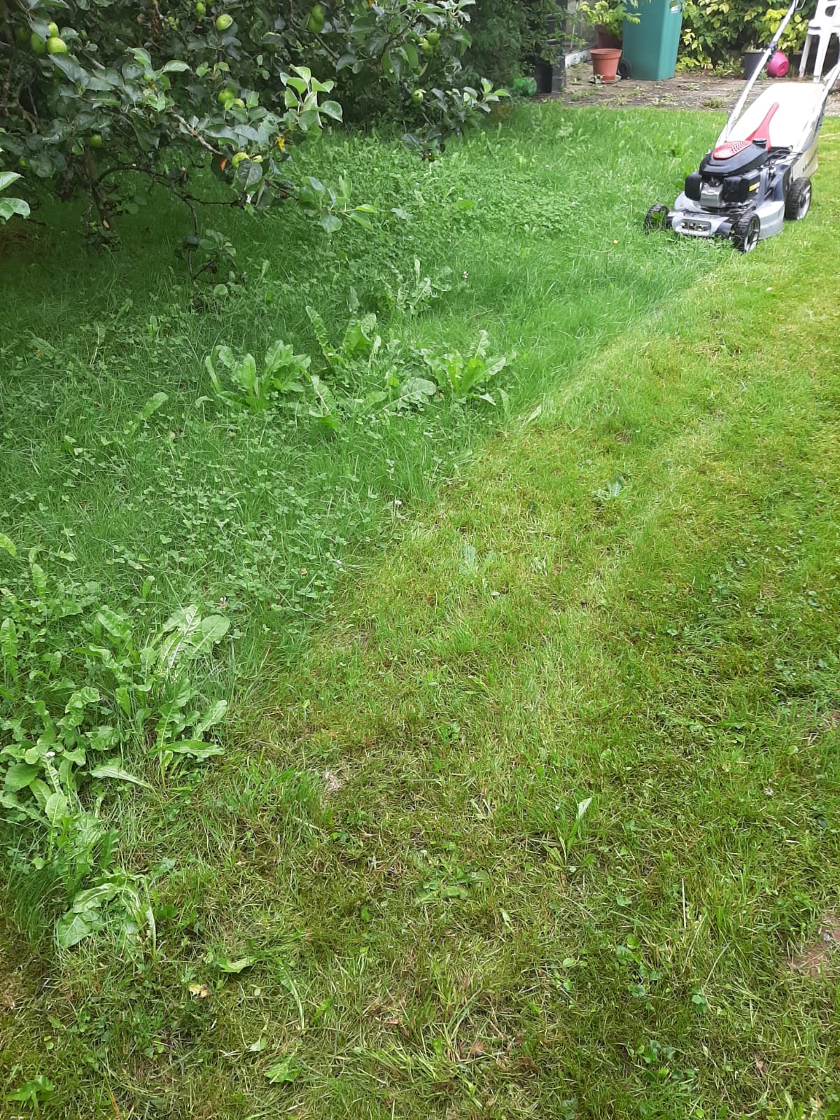 Lawn Mower And Cut Grass